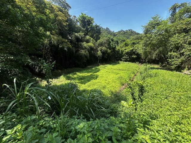 頭屋農地-6